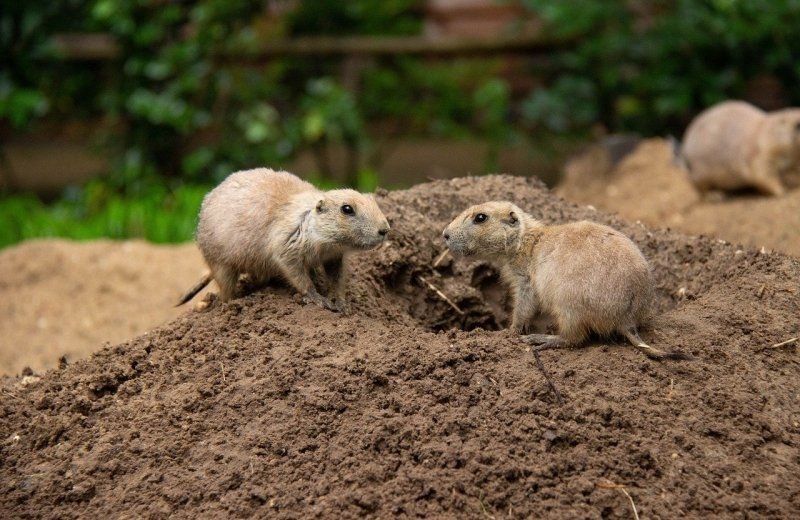 Dierenpark Amersfoort