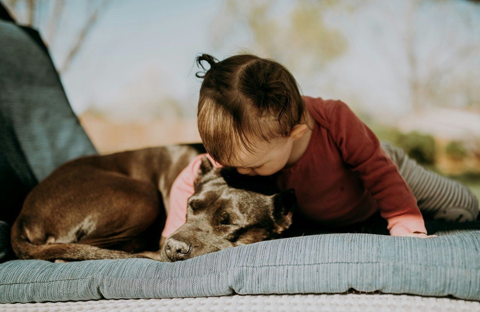 Campingplatz mit Hund Holland