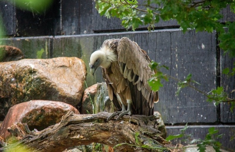 Dierenpark amersfoort