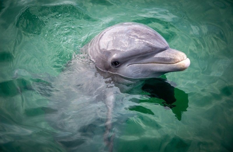 Dolfinarium dolfijn