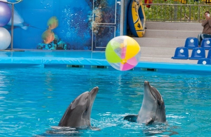 Dolfinarium dolfijnen met bal