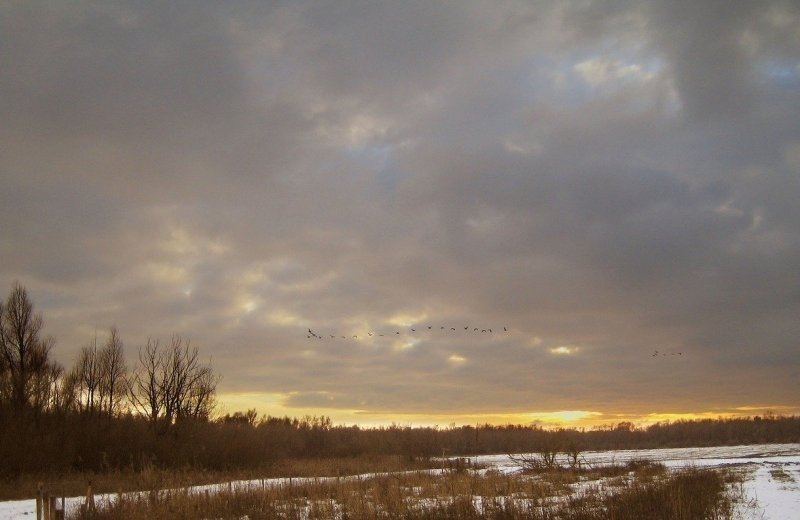 oostvaardersplassen-1