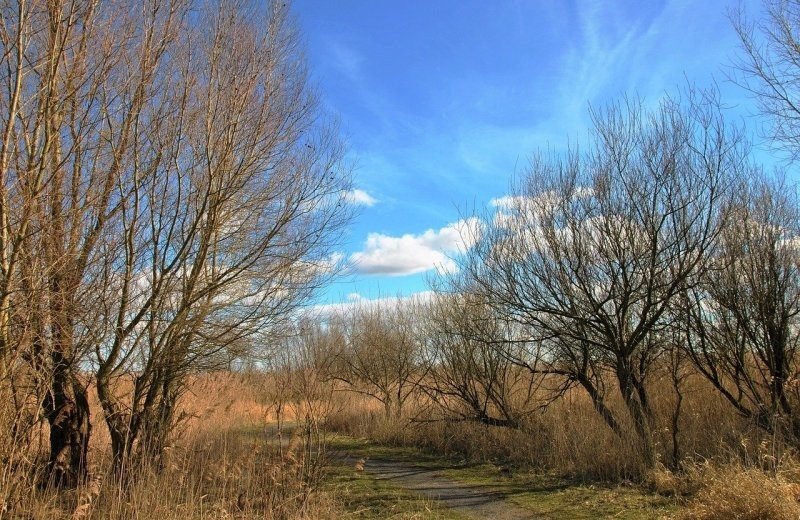 oostvaardersplassen-3