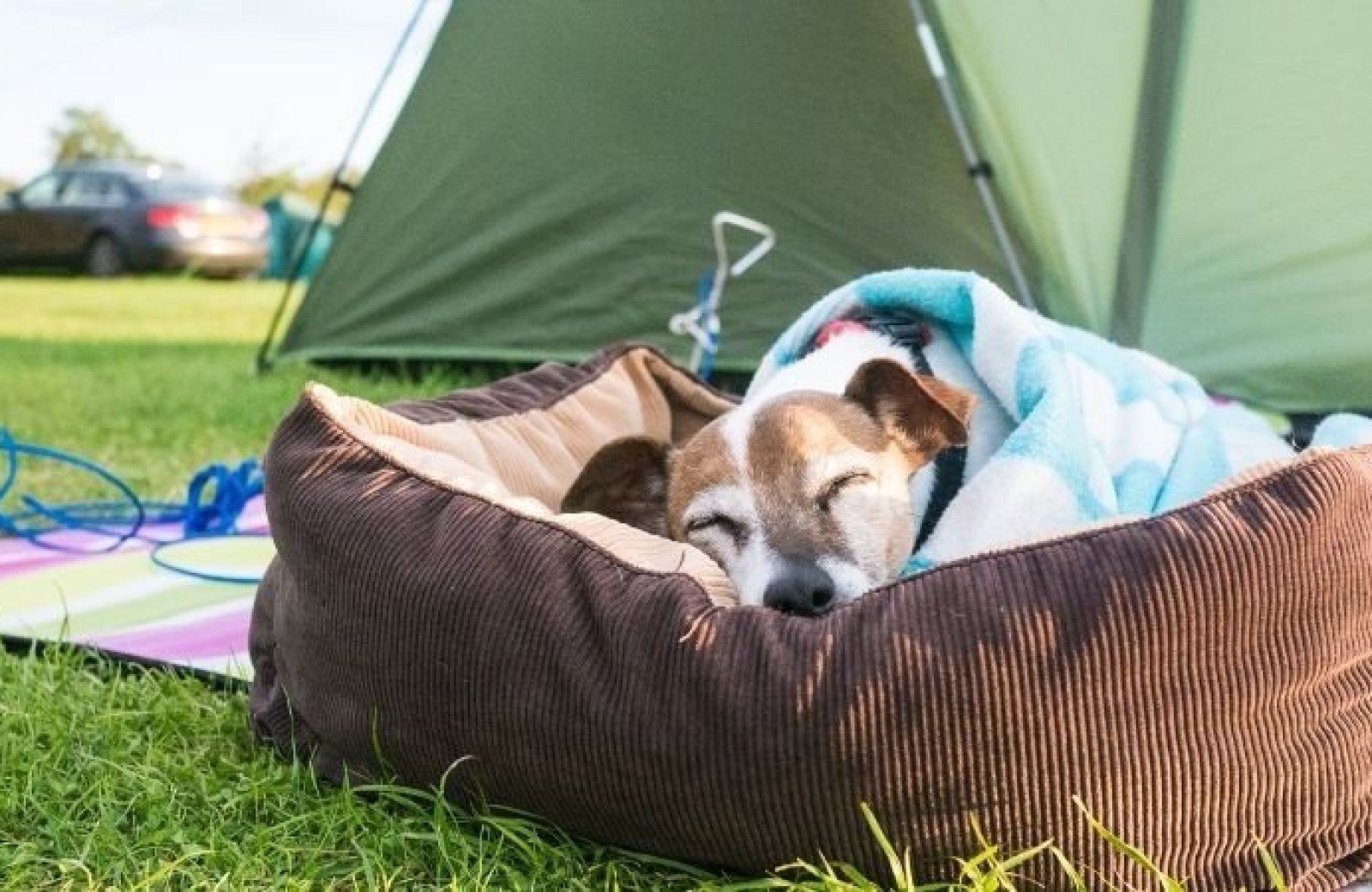 Entspanntes Zelten mit Hund in Holland